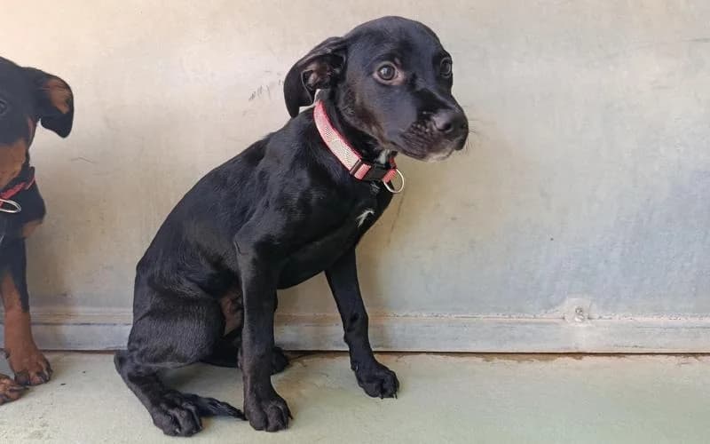 DELON, male Mixed Breed for adoption at Jean Leriche), Moree