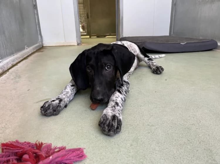 EMMETT, male puppy Pointer for adoption at Jean Leriche), Moree
