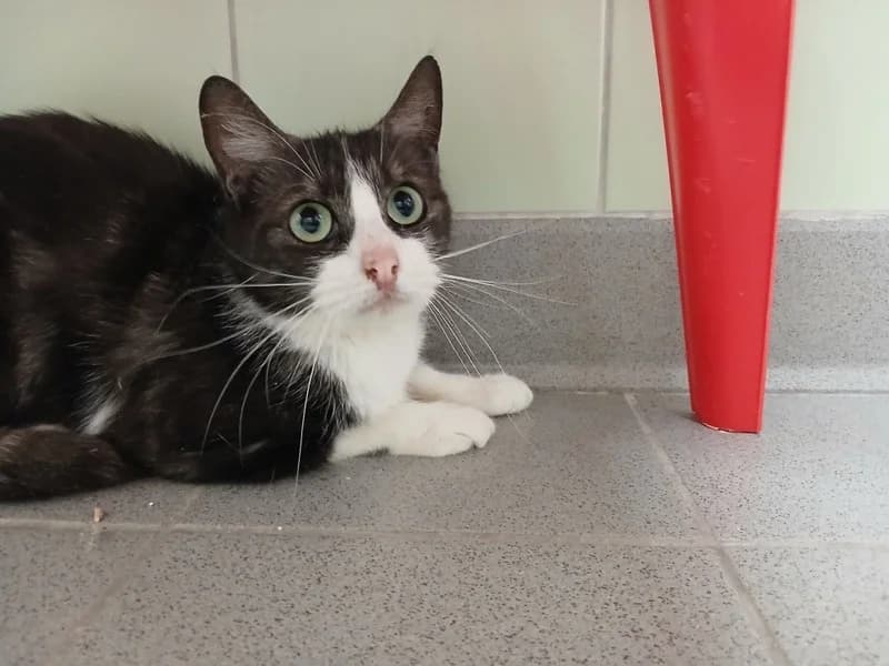 KITTY, female 3yo mixed breed for adoption at Jean Leriche), Moree