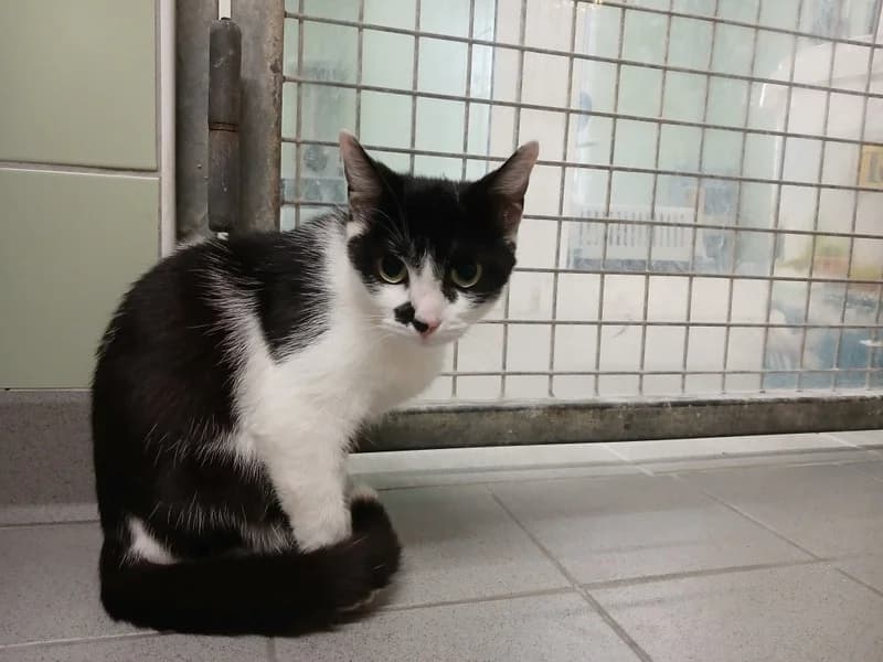 OREO, female young mixed breed for adoption at Jean Leriche), Moree