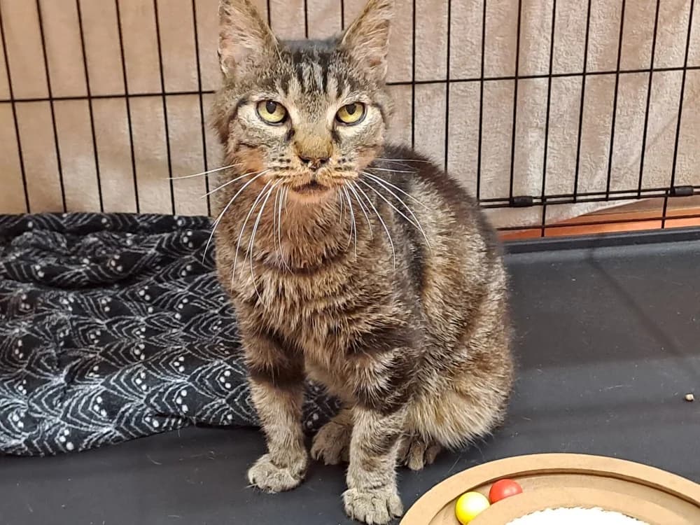 BOM'Z, male 6yo Mixed Breed for adoption at Jean Leriche), Moree