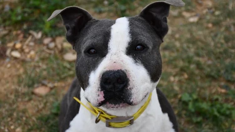 Pablo, male 6yo mixed breed for adoption at Jean Leriche), Moree