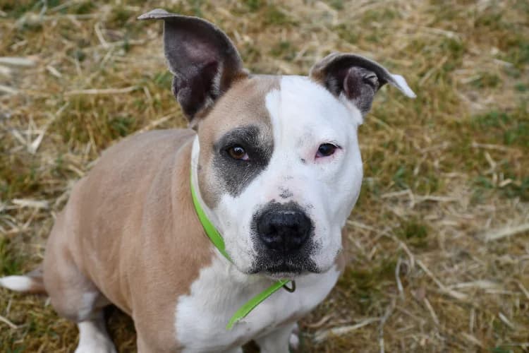 o layka, female senior American Staffordshire Terrier for adoption at Jean Leriche), Moree
