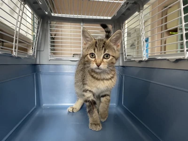 VAYA, Mixed Breed (Jean Leriche))