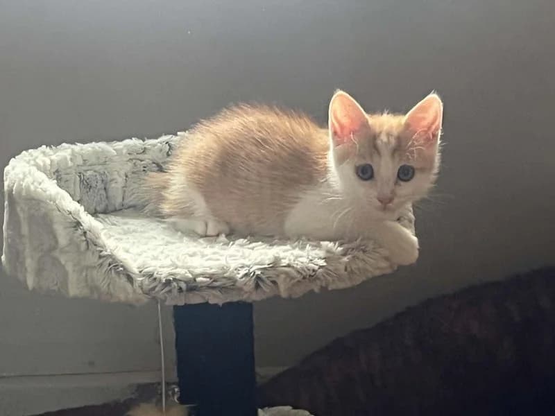 Oki, female Mixed Breed for adoption at Jean Leriche), Moree