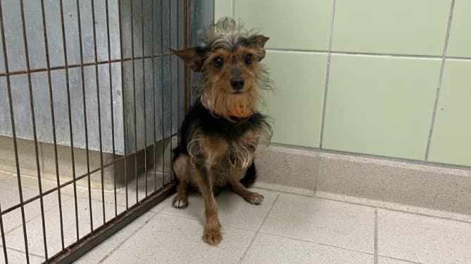 CHARLY, male young Yorkshire Terrier for adoption at Jean Leriche), Moree