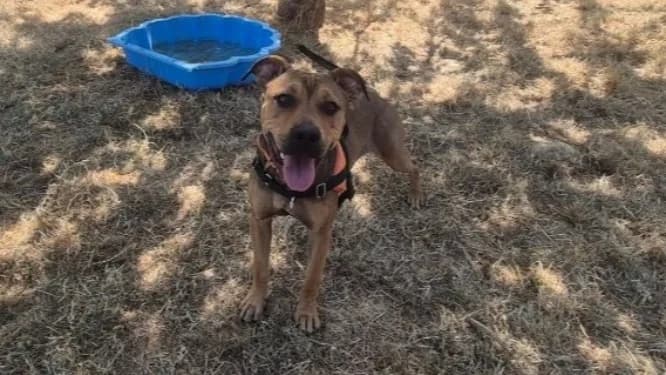 PERCY, male mixed breed for adoption at Jean Leriche), Moree