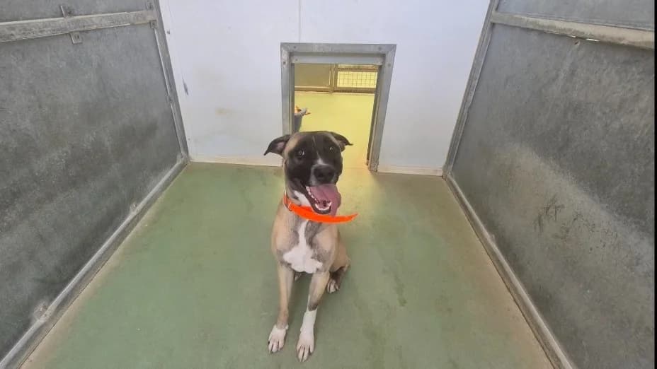 DOBBY, male mixed breed for adoption at Jean Leriche), Moree