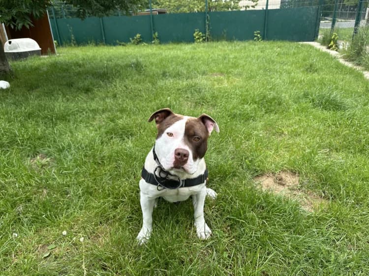 BOYKA, male young American Bully for adoption at Jean Leriche), Moree