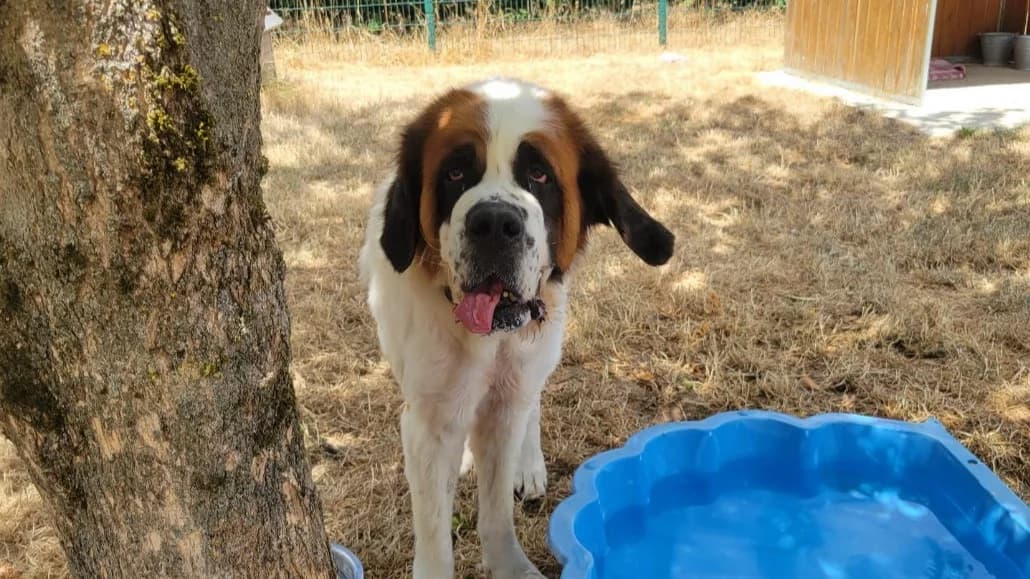 PRINCESSE, female 7yo Mixed Breed for adoption at Jean Leriche), Moree