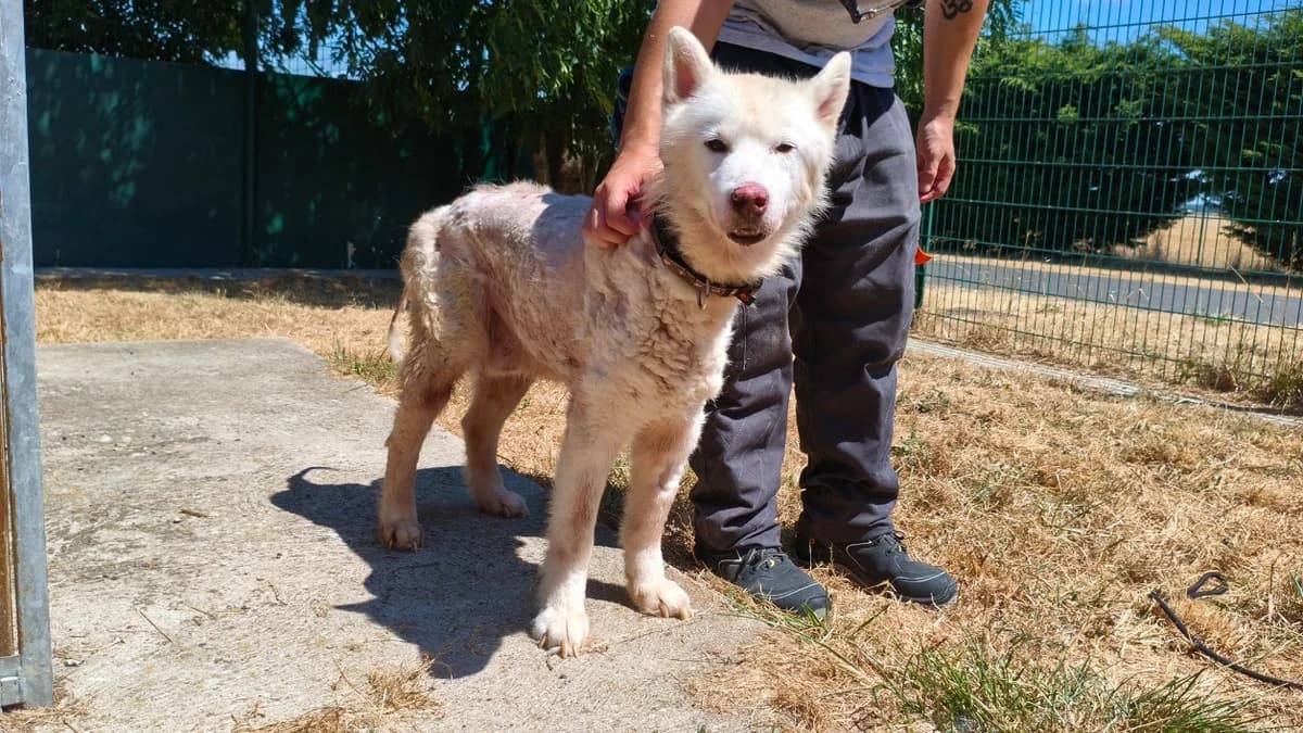 LECKY, male senior Husky for adoption at Jean Leriche), Moree