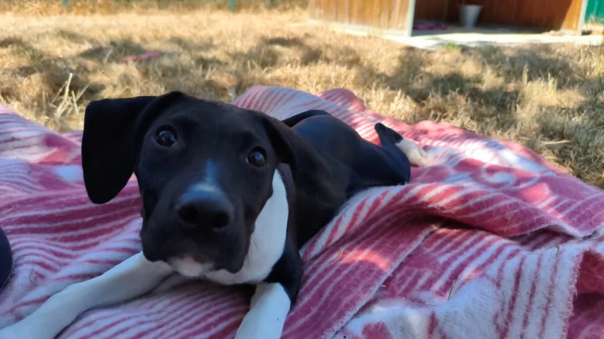 FALBALA, female puppy Pointer for adoption at Jean Leriche), Moree