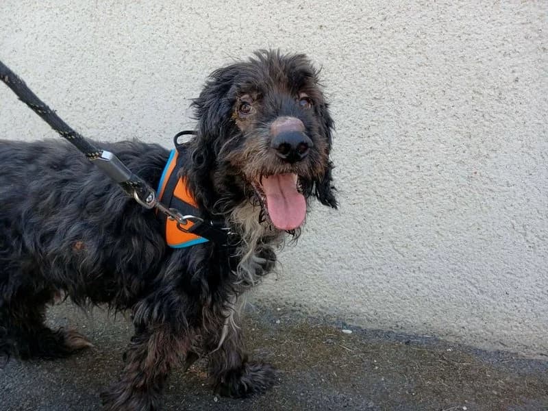 MALONE, male senior Mixed Breed for adoption at Jean Leriche), Moree