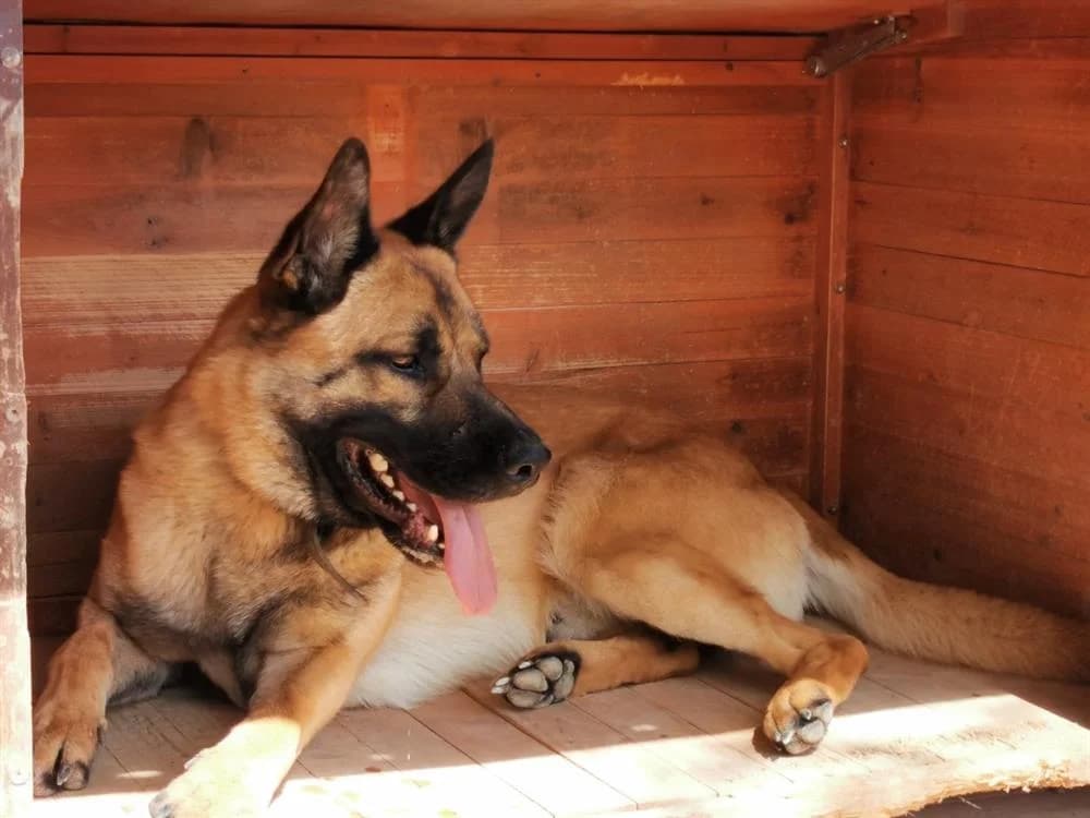 RASKO, male 6yo Belgian Malinois for adoption at Jean Leriche), Moree