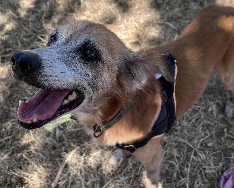 CRUZ, male senior mixed breed for adoption at Jean Leriche), Moree