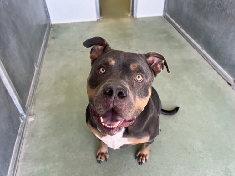 SULLY, male American Bully for adoption at Jean Leriche), Moree