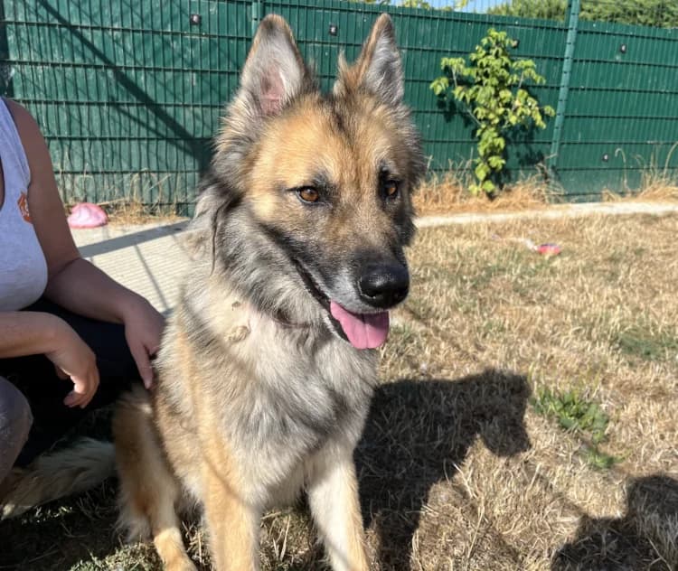 THANOS, male 4yo Belgian Tervuren for adoption at Jean Leriche), Moree