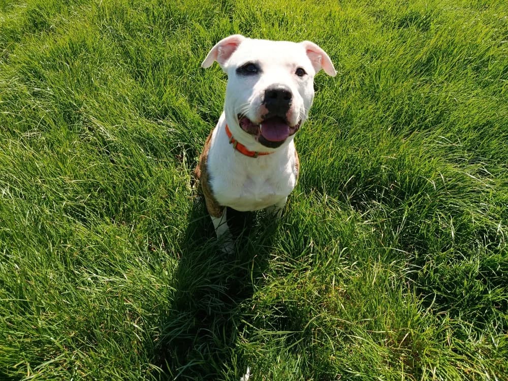 ROCKY, male young Beagle for adoption at Jean Leriche), Moree
