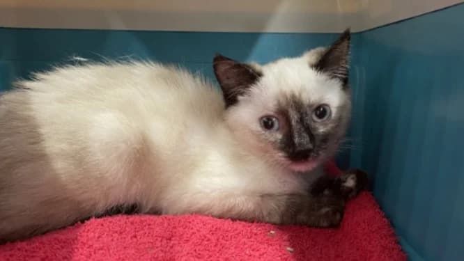 CATPUCCINO, female Mixed Breed for adoption at Jean Leriche), Moree