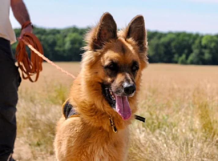 SHIRO, male 6yo Mixed Breed for adoption at Jean Leriche), Moree