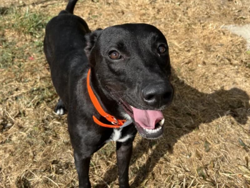 RAYA, female young Labrador Retriever for adoption at Jean Leriche), Moree