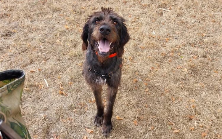 GERARD, male young mixed breed for adoption at Jean Leriche), Moree