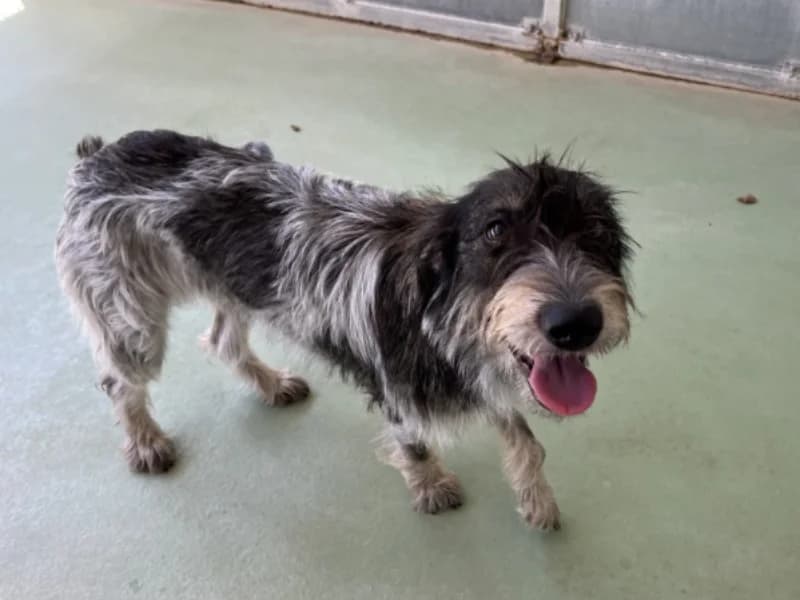 CHOCO, female Mixed Breed for adoption at Jean Leriche), Moree