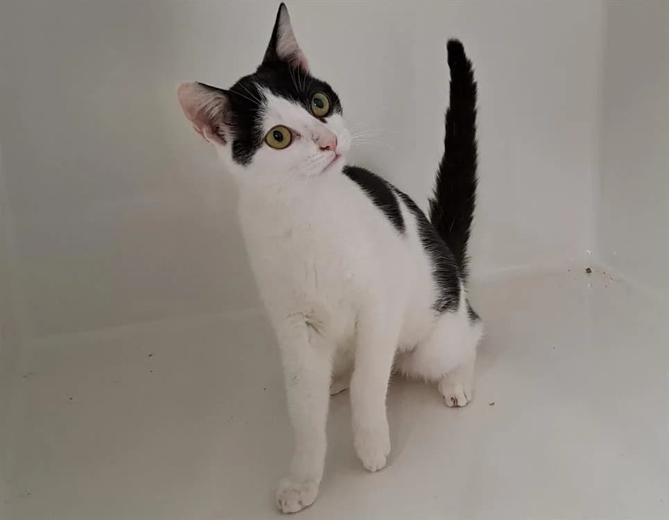 VOLTA, female Mixed Breed for adoption at Jean Leriche), Moree
