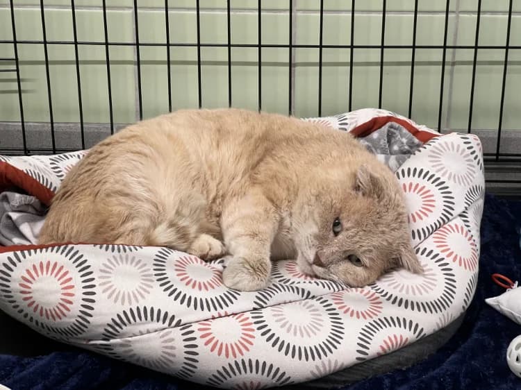 PROSPER, male senior mixed breed for adoption at Jean Leriche), Moree