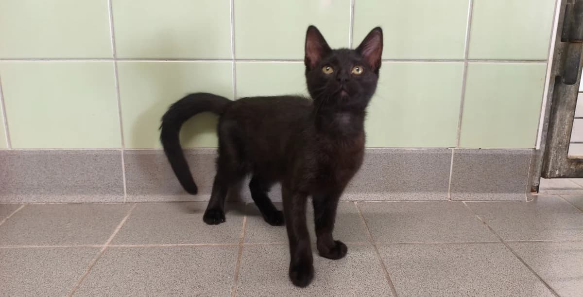 Angus, male Mixed Breed for adoption at Jean Leriche), Moree