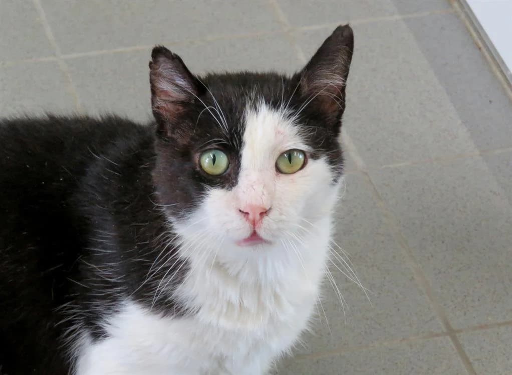 EROS, male senior mixed breed for adoption at Jean Leriche), Moree