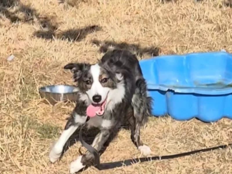 Leïa, female young Border Collie for adoption at Jean Leriche), Moree