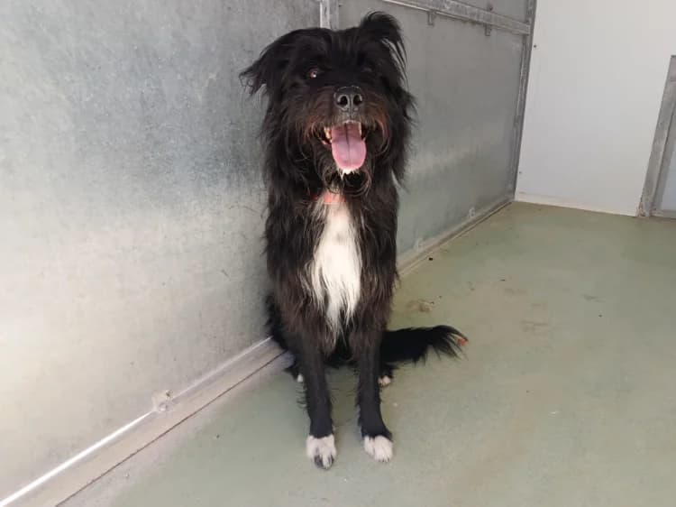 HAMILTON, male mixed breed for adoption at Jean Leriche), Moree