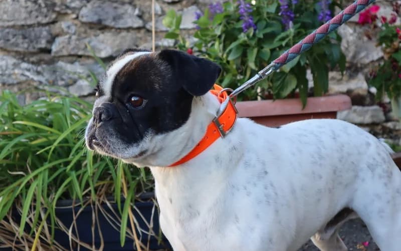 SIMBA, male 3yo French Bulldog for adoption at Jean Leriche), Moree