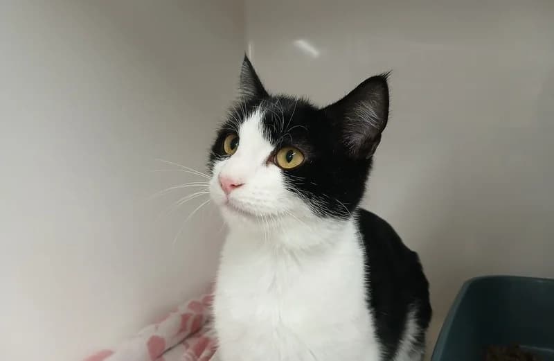 FANTOMAS, male Mixed Breed for adoption at Jean Leriche), Moree