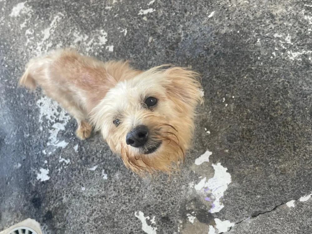 FERGUS, male 3yo Poodle for adoption at Jean Leriche), Moree