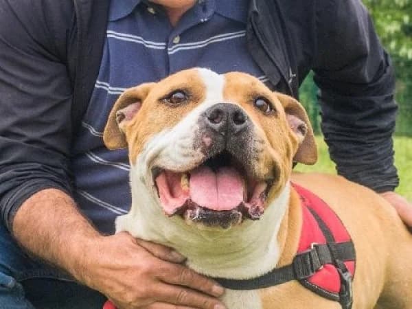 OSLO, Mixed Breed for adoption at SPA de Mulhouse, Mulhouse