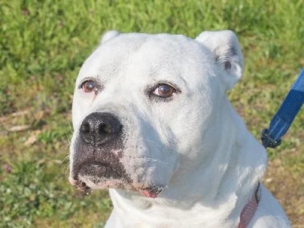 MIYA, Mixed Breed for adoption at SPA de Mulhouse, Mulhouse