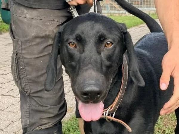 SNOW, Mixed Breed for adoption at SPA de Mulhouse, Mulhouse