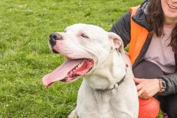 ODIN, Mixed Breed for adoption at SPA de Mulhouse, Mulhouse