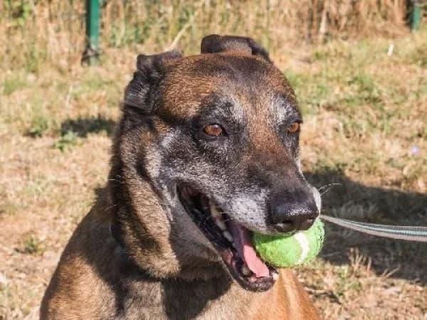 JINA, Mixed Breed for adoption at SPA de Mulhouse, Mulhouse