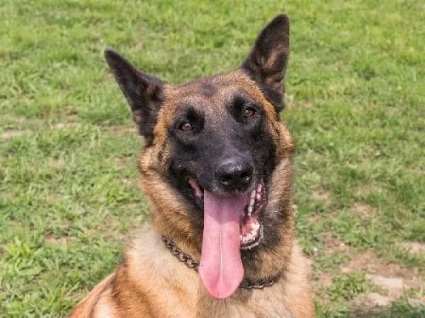 TINO, Mixed Breed for adoption at SPA de Mulhouse, Mulhouse