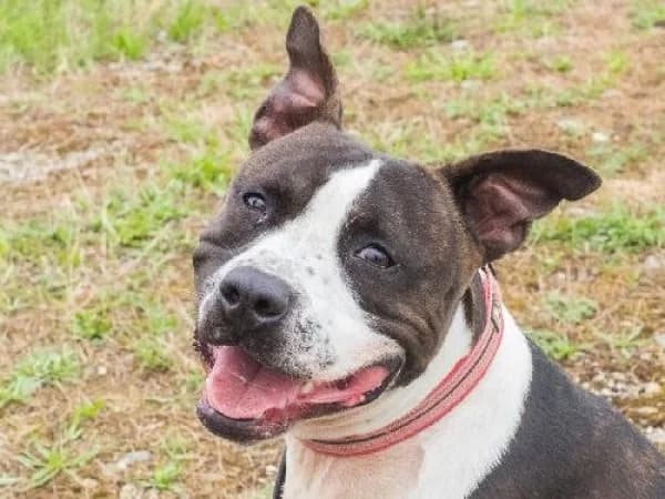 UZZY,  Mixed Breed for adoption at SPA de Mulhouse, Mulhouse