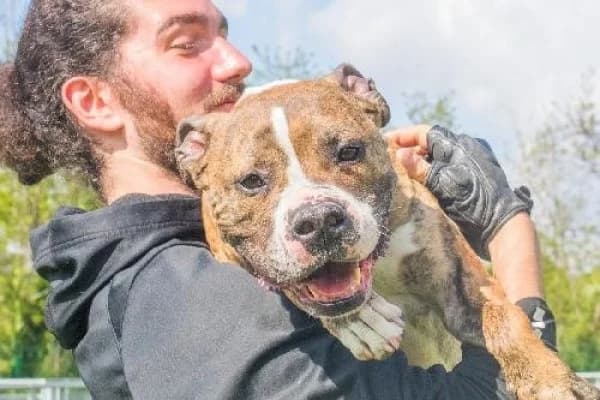 OSKO, Mixed Breed for adoption at SPA de Mulhouse, Mulhouse
