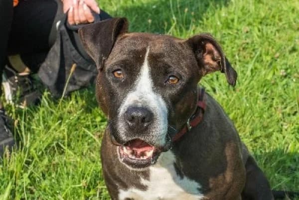 AYSI, Mixed Breed for adoption at SPA de Mulhouse, Mulhouse