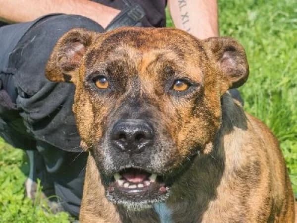 NINA, Mixed Breed for adoption at SPA de Mulhouse, Mulhouse