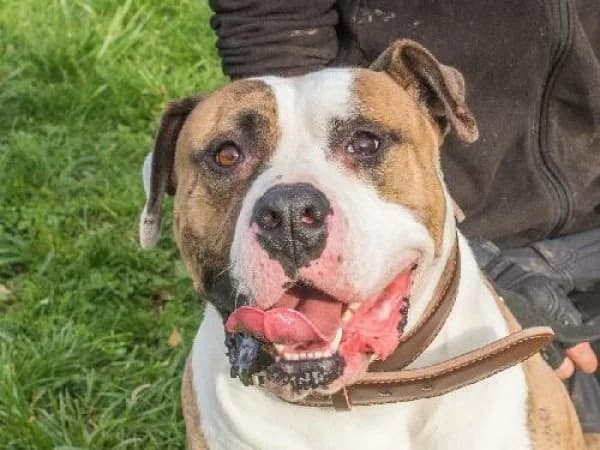 THOR, Mixed Breed for adoption at SPA de Mulhouse, Mulhouse