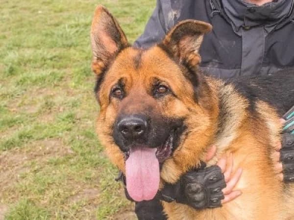 BOY, Mixed Breed for adoption at SPA de Mulhouse, Mulhouse
