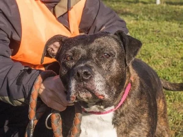 LARA, Mixed Breed for adoption at SPA de Mulhouse, Mulhouse