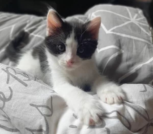 LOKI,  Mixed Breed for adoption at SPA de Mulhouse, Mulhouse